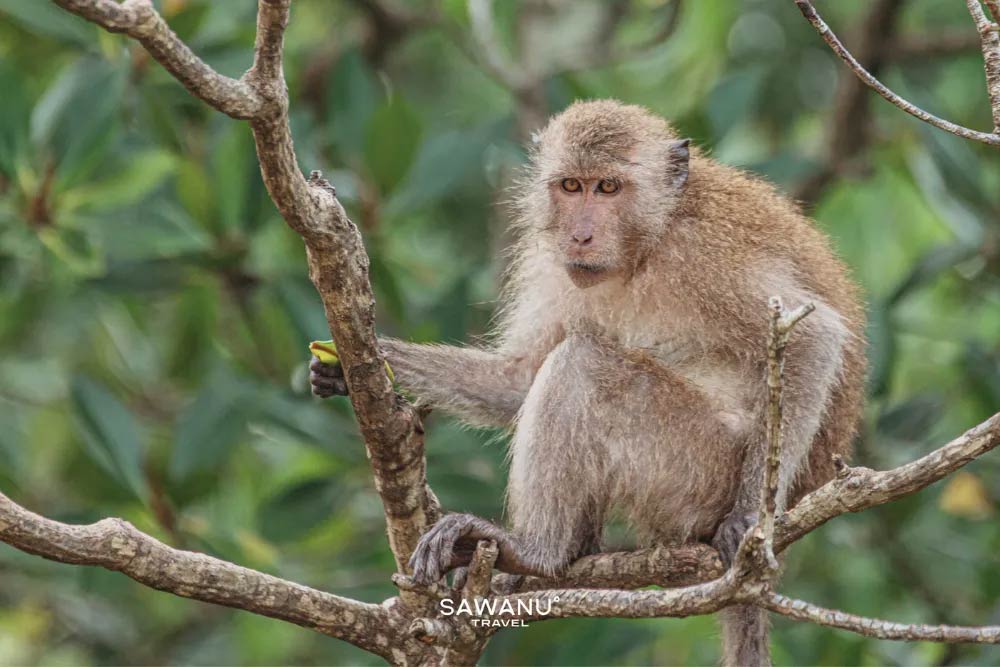 Phi Phi Islands-Bamboo by Speed Catamaran - Image 2