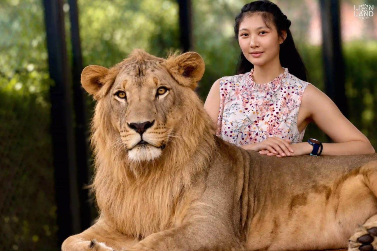 Lion Land - Image 2