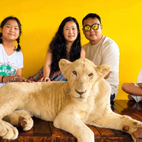 Lion Land