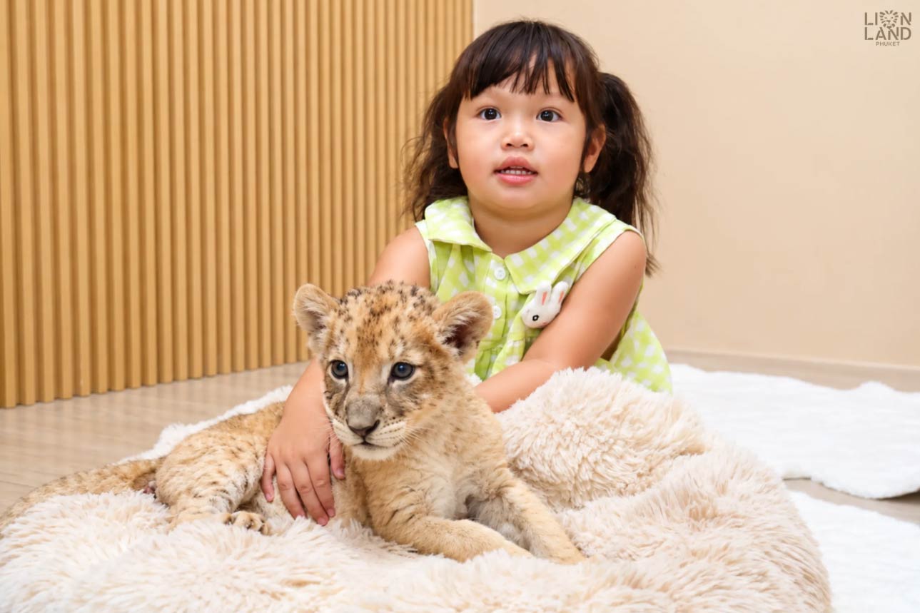 Lion Land - Image 3